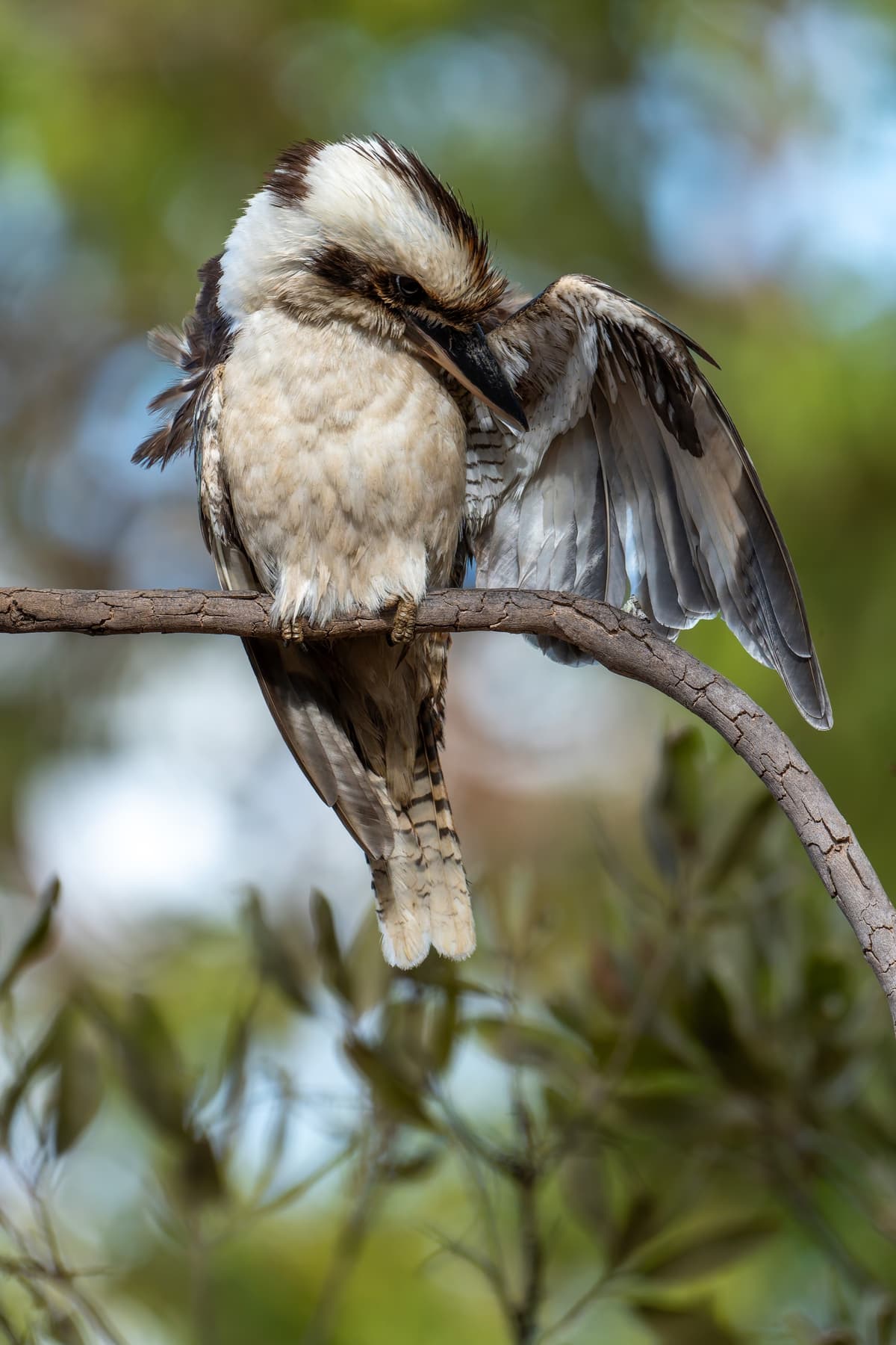 Smích kookaburry
